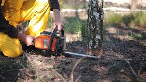 How Our Tree Care Process Works  in Lake Forest Park, WA